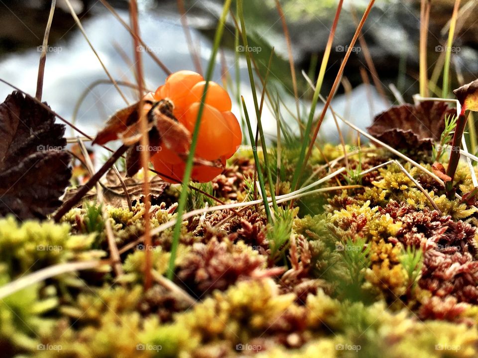 Norway. Cloudberry