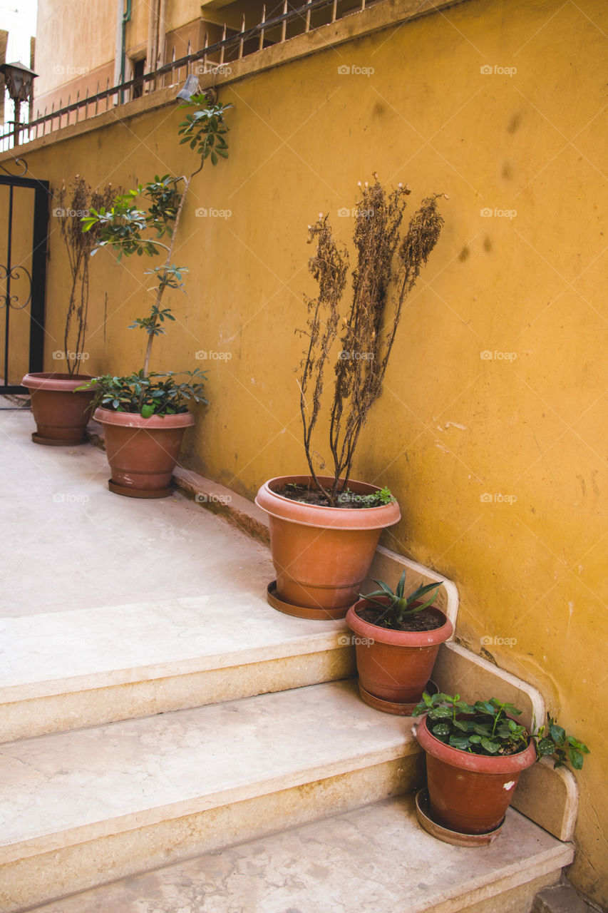 Roses and plants in pots in the hallway of our house.