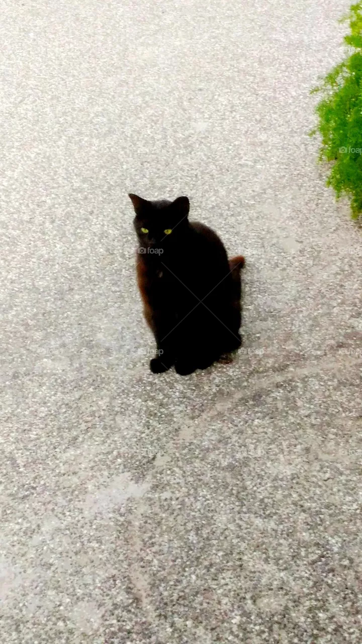 A black cat in a street of the Italian island of ischia