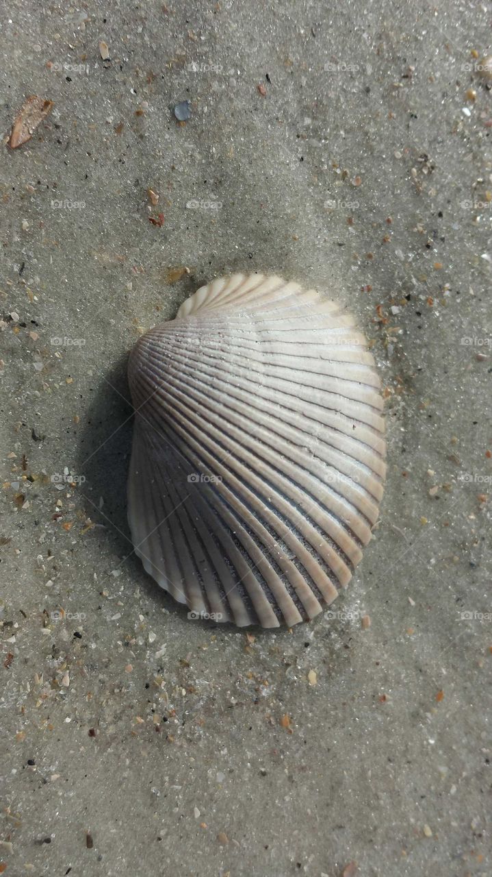 shell