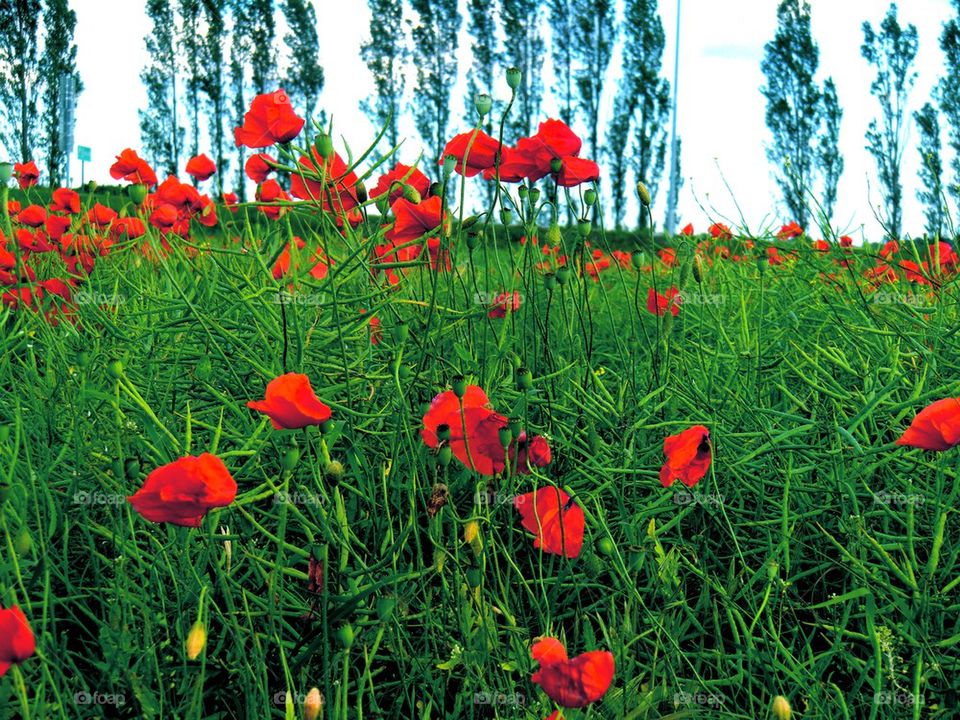 Poppys along the road