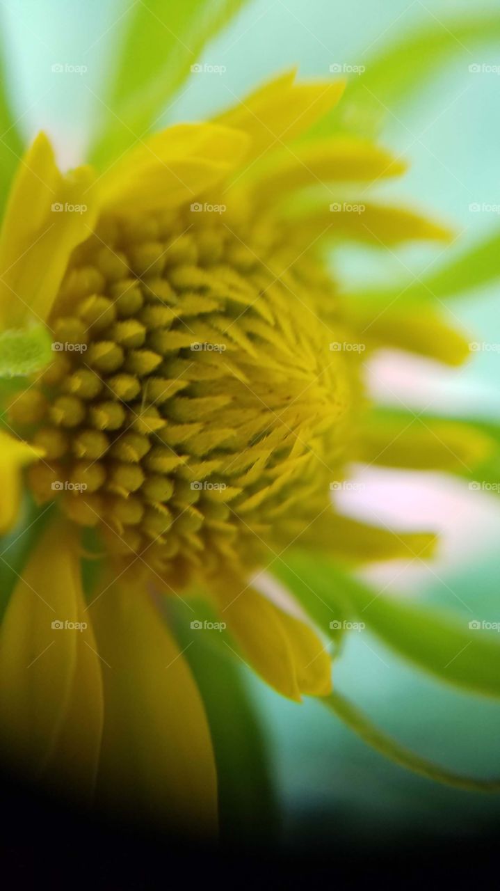 Closeup flower