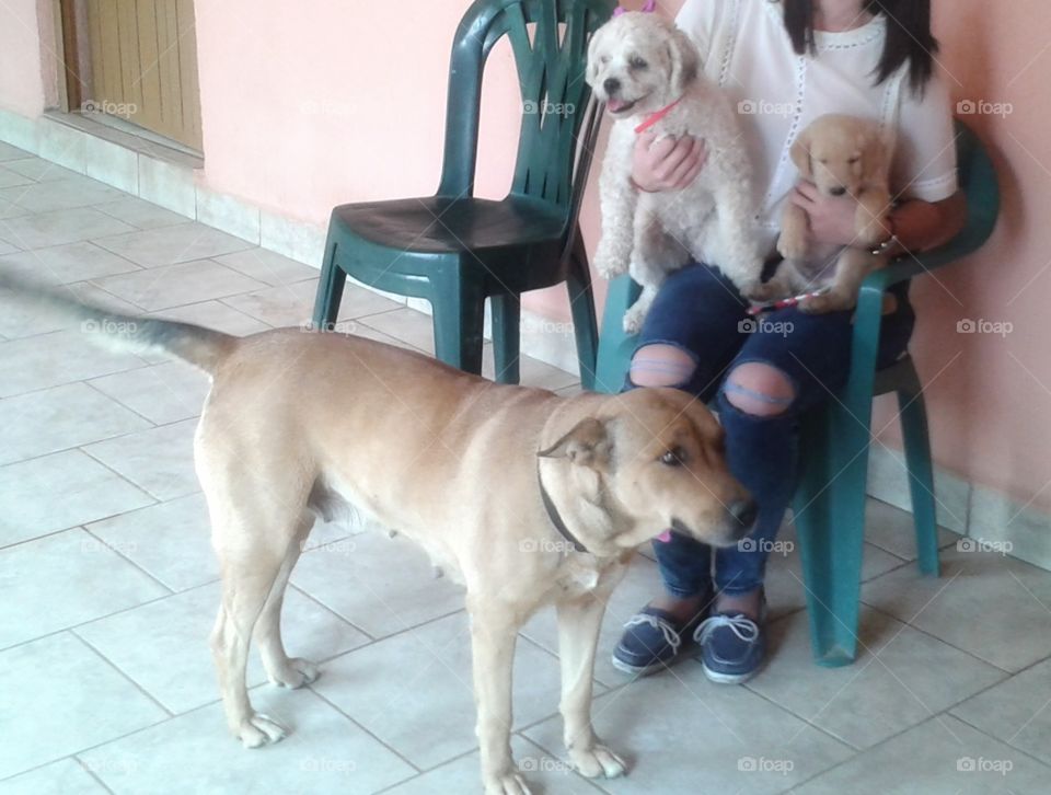 My pest,dogs,animals,hugging,life with pest,watch out,afecction,pest,hug,mascot,dog