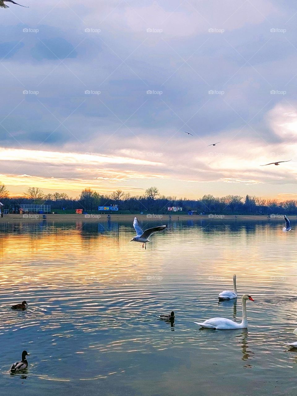 Swans and ducks swim on the lake while seagulls enjoy their flight.  Landscape of an urban place