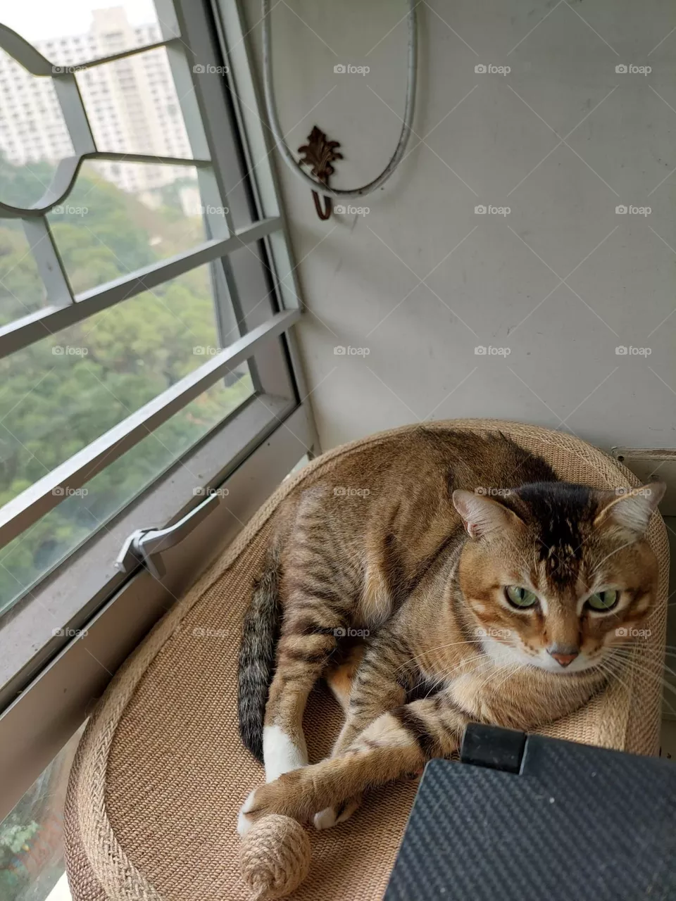cat