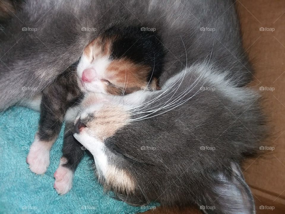 mum n kitten
