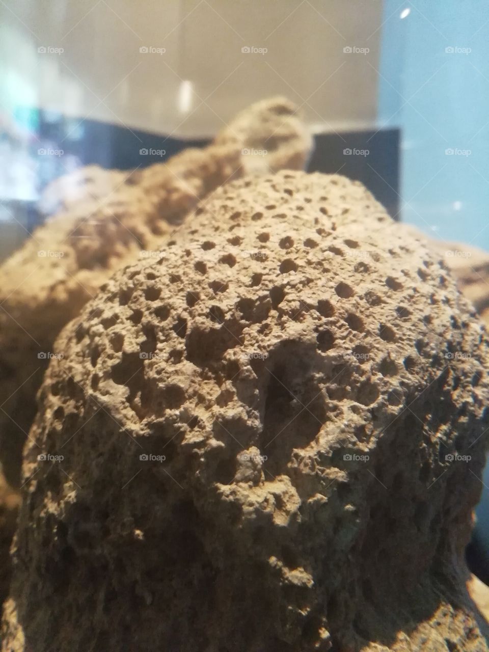 Coral fosil mar