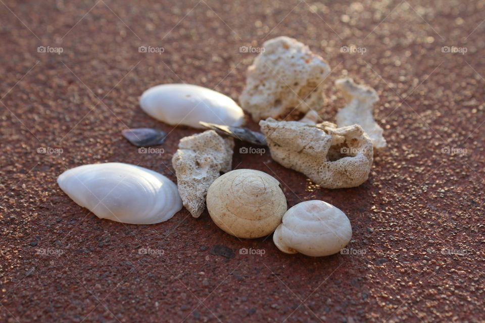 seashells