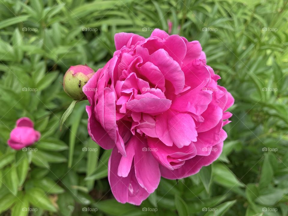 Bright pink peony flower and buds