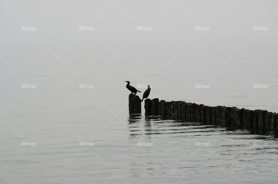 grey day with seabirds