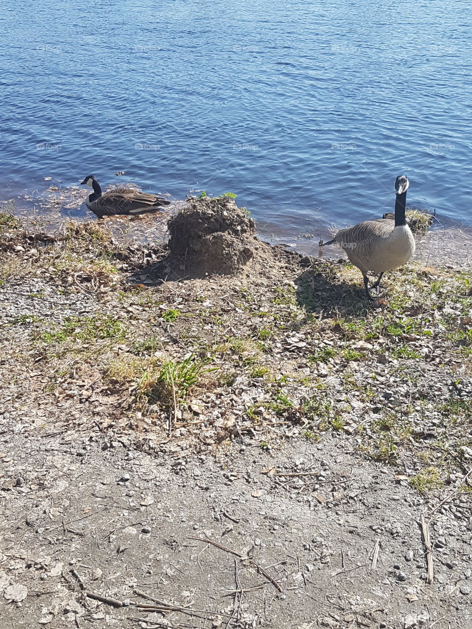 trevlig promenad"vän"