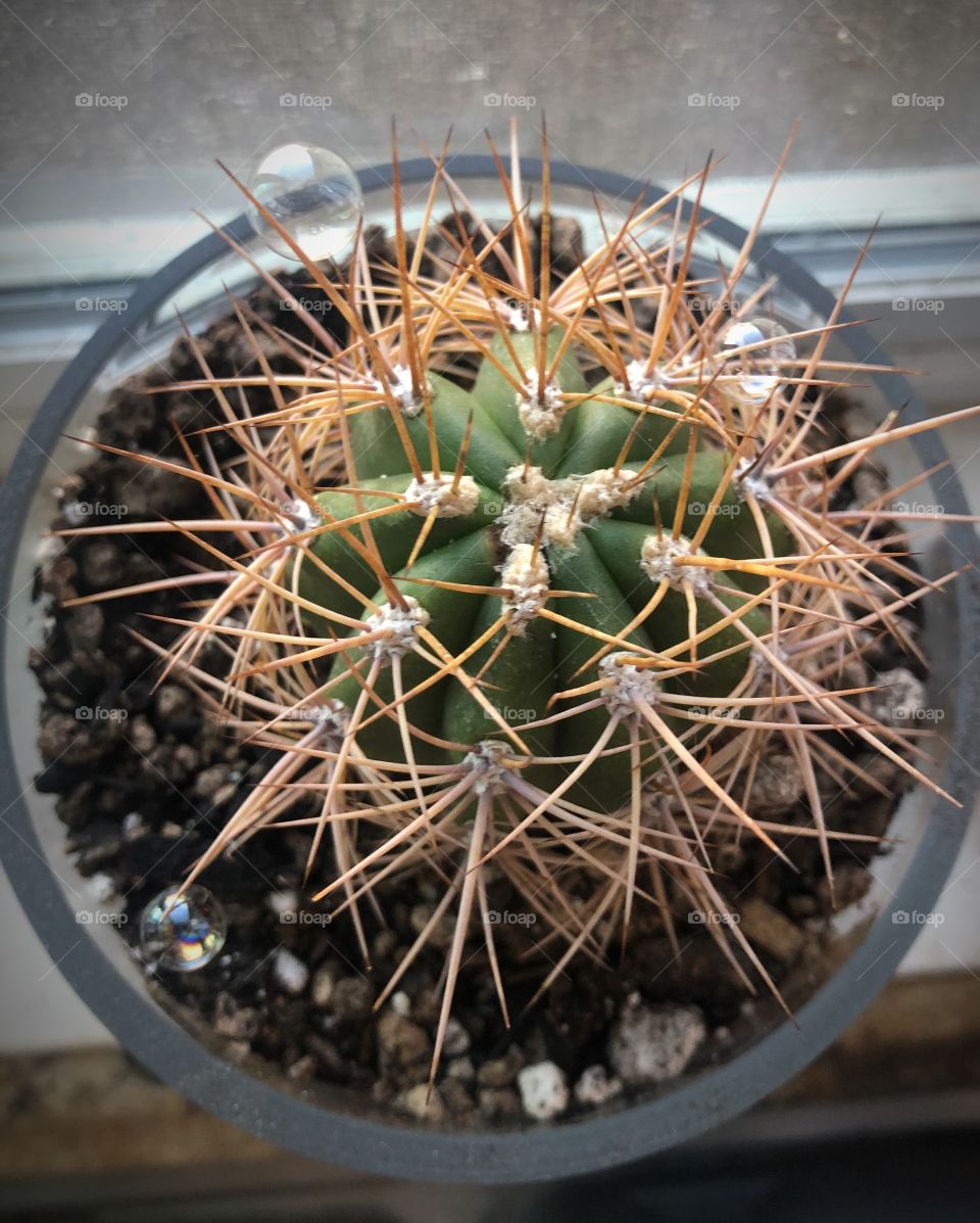Bubble Cactus 2