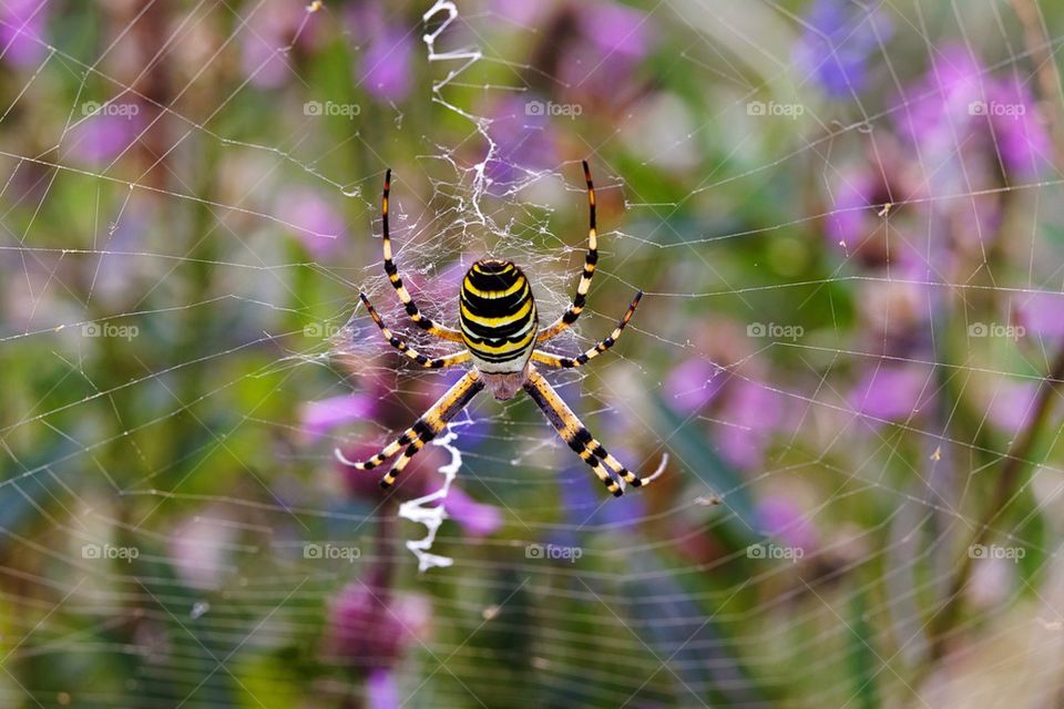 Wasp spider