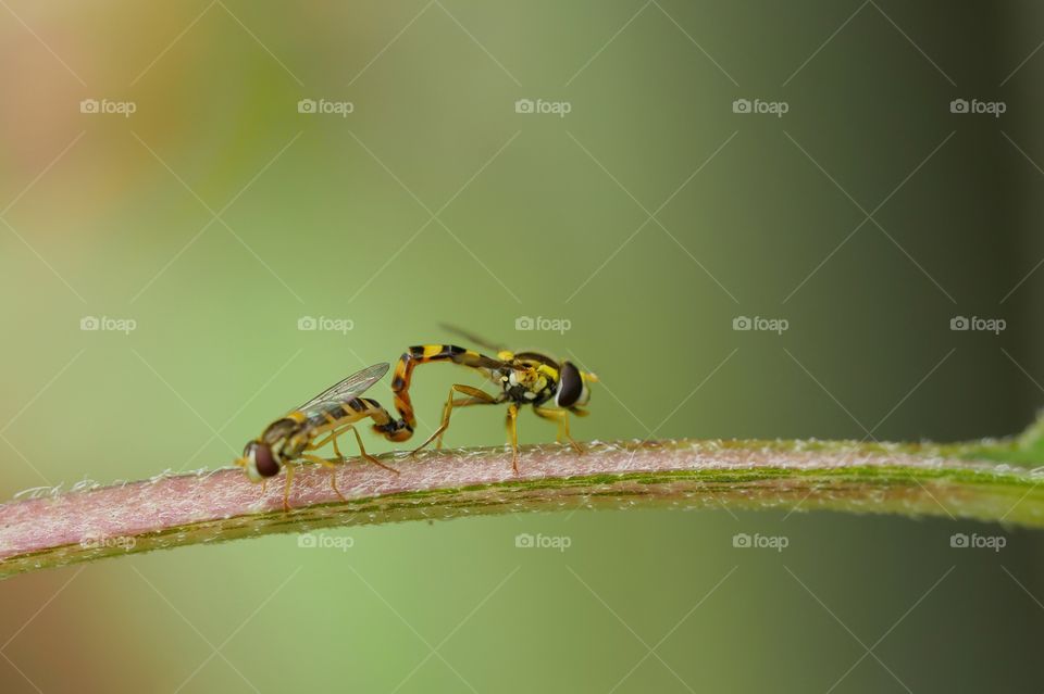 Hoverfly mating