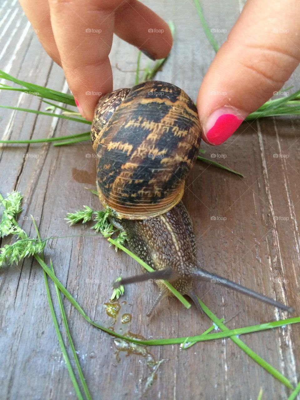 Baby girl hand taking a snail