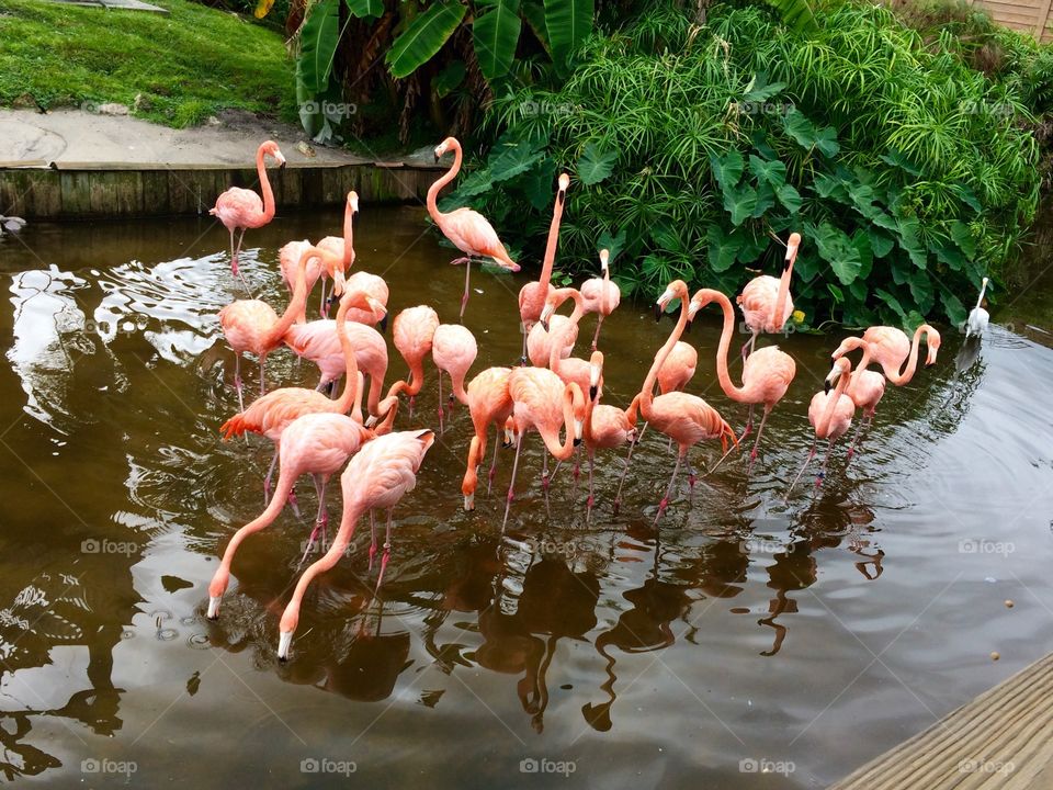Flamingoes PinK. Pink flamingos 