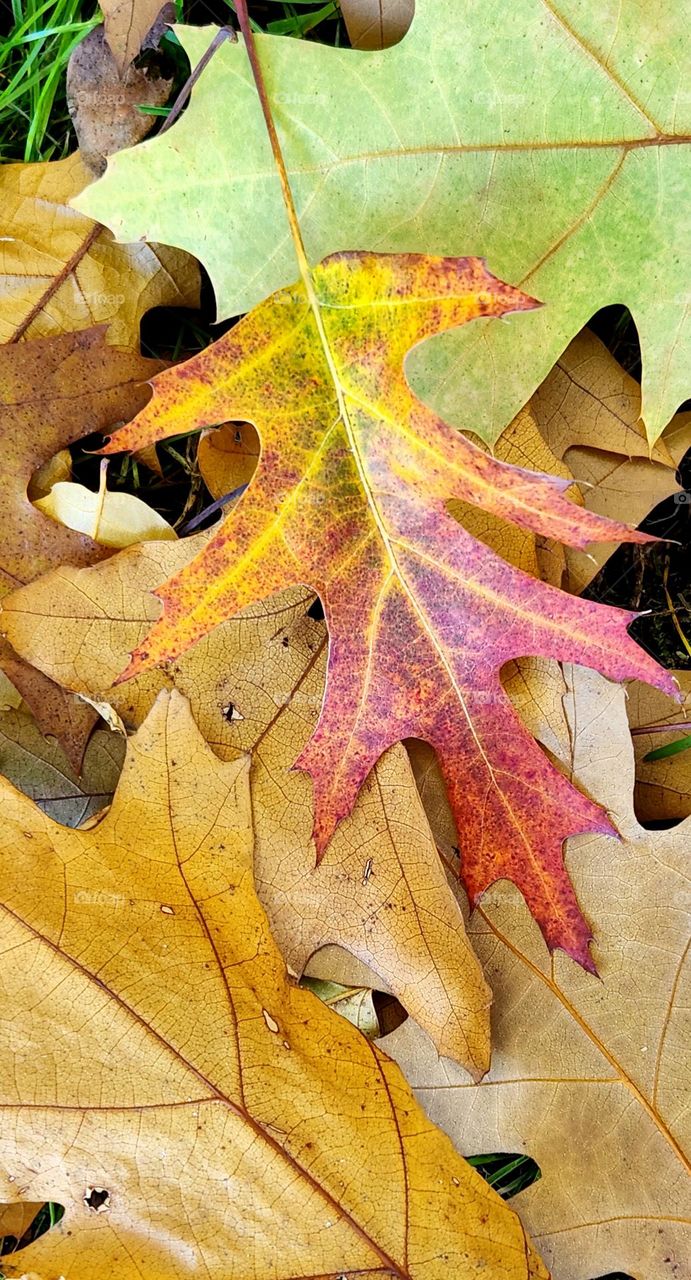 pile of bright colorful red yellow and green Autumn leaves fallen on the ground in an Oregon suburban neighborhood