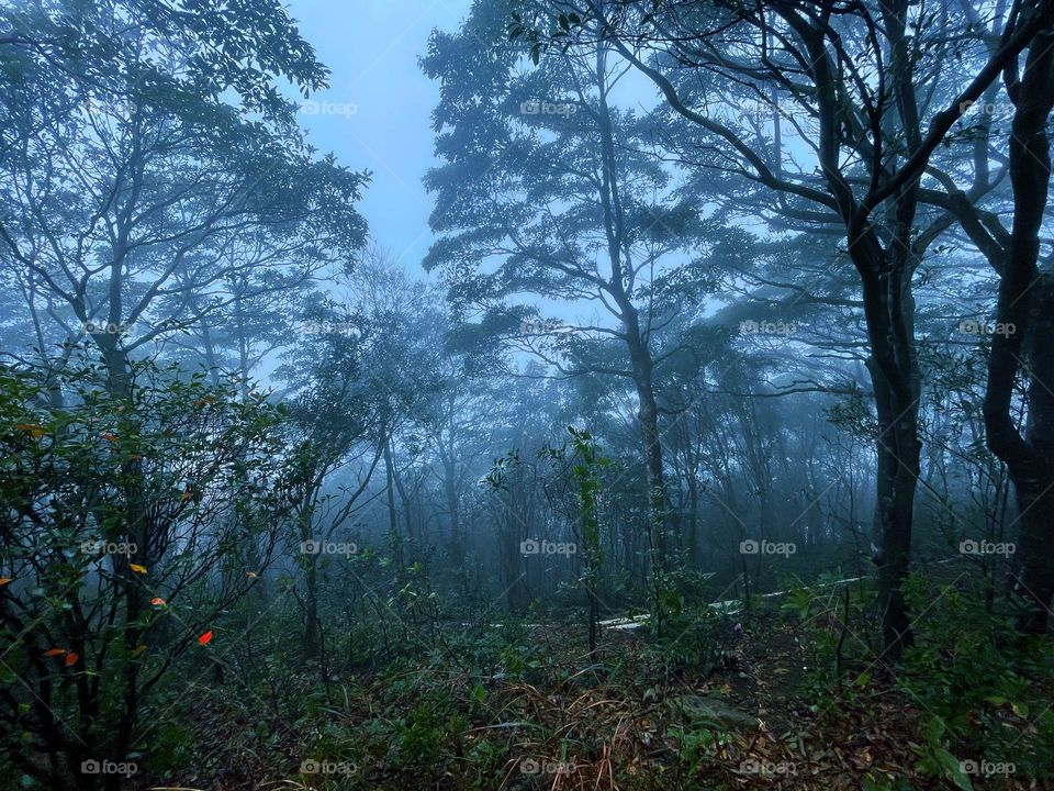 fog and forest