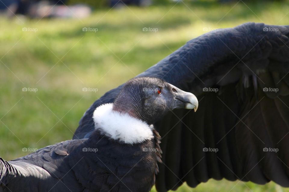 Andes Condor
