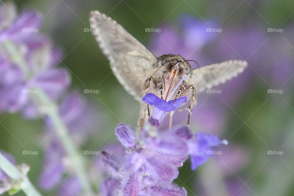 a moth pollinating the Russian sage on a cool autumn day