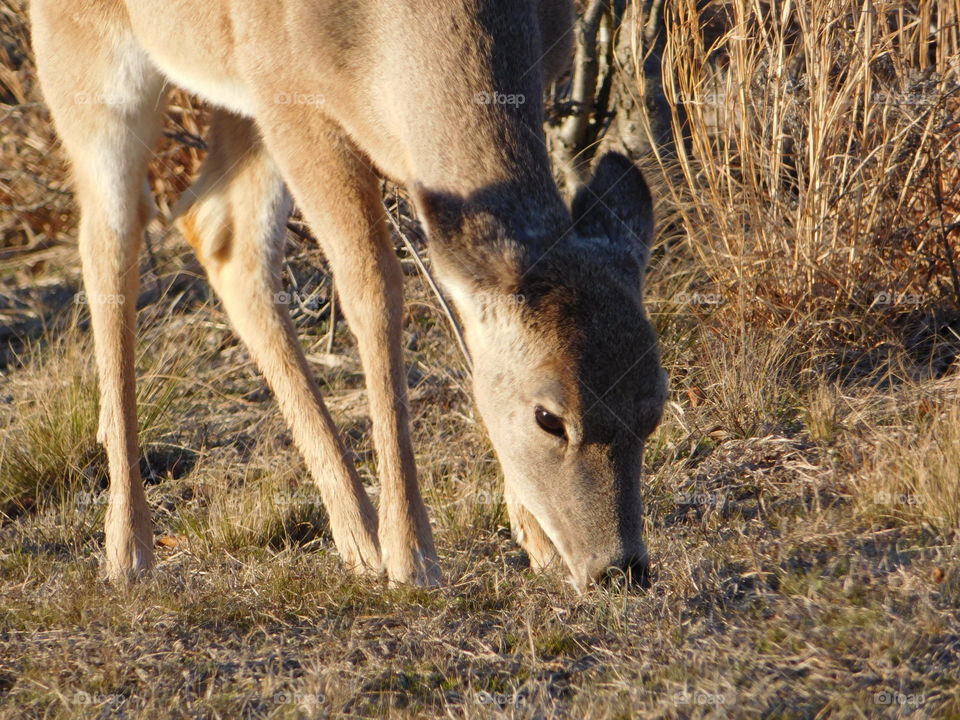 The Doe Feeding at the State Park