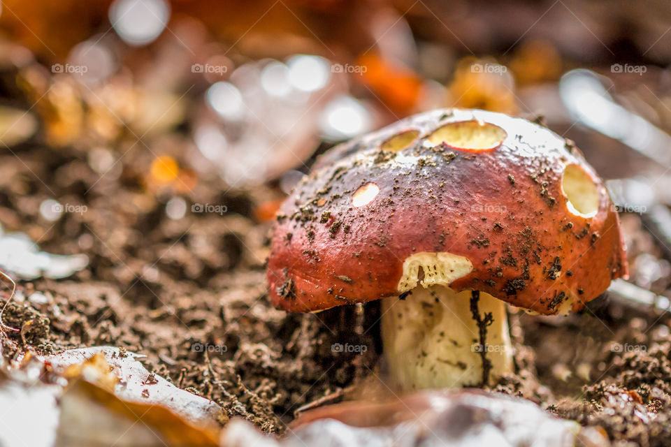 Mushroom On The Autumn Forest Ground