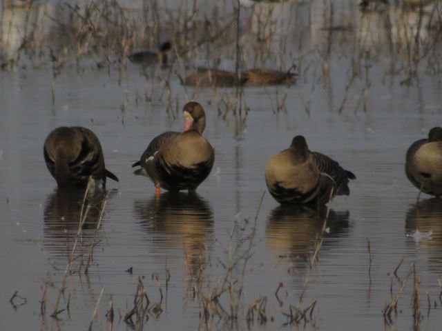 Greater White-Fronted Geese