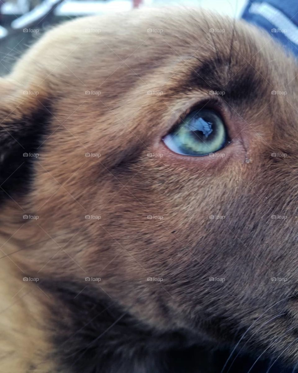 Beautiful greeny eyes on cute lil puppy :)
