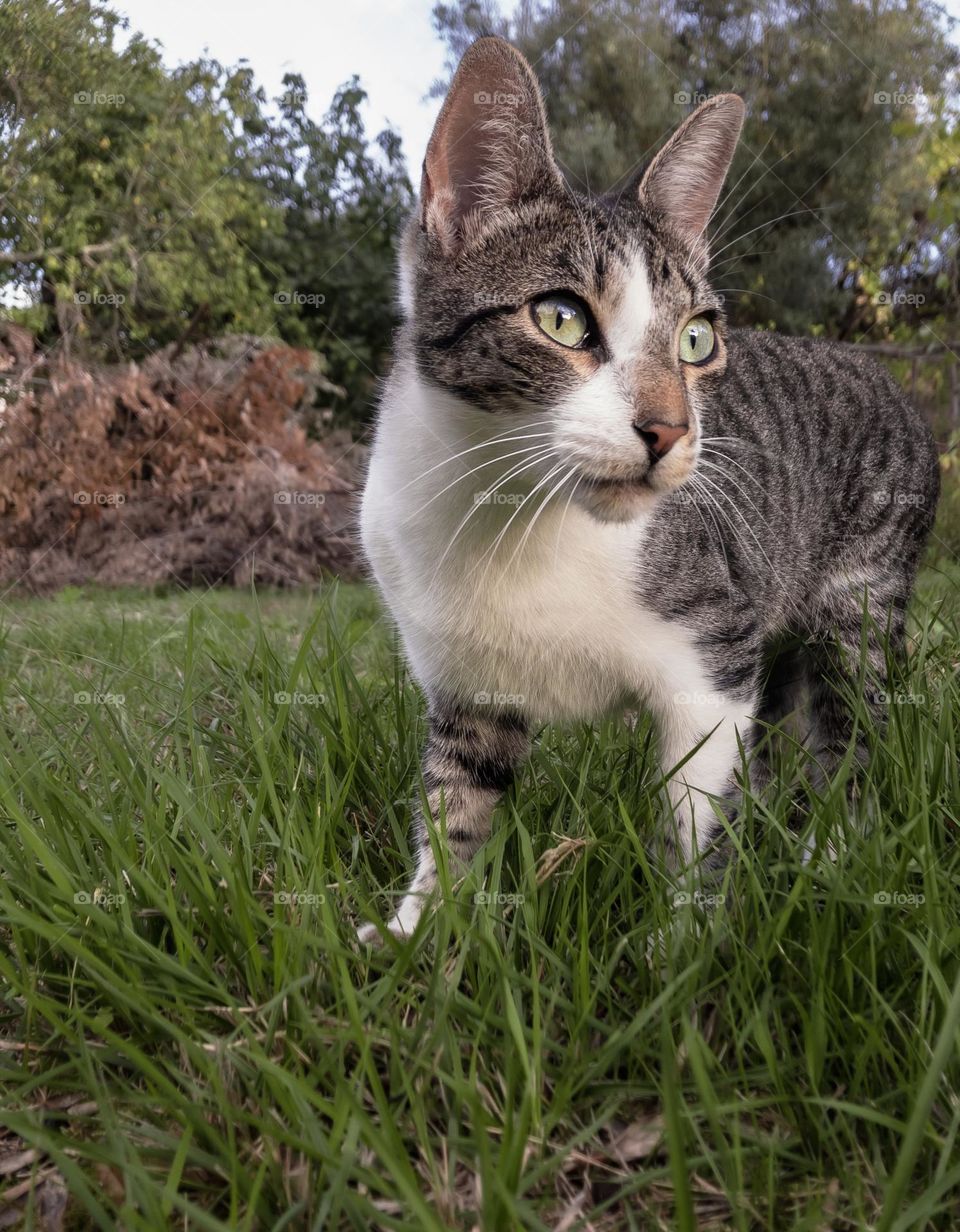 “Petey” - Alert tabby cat in the grassy garden, viewed at her level 