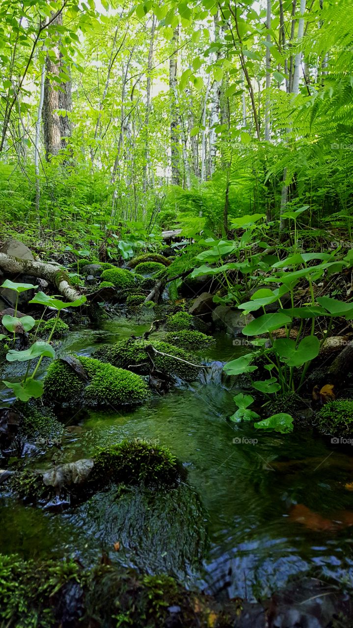 Stream flowing through mossy rock in the forest