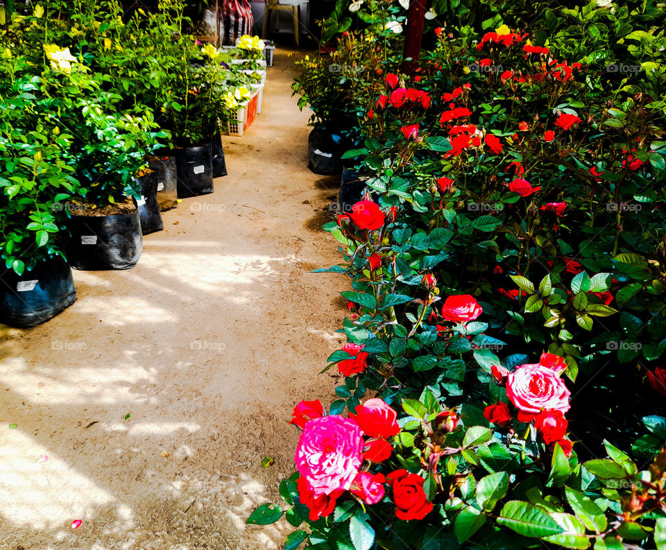 The entrance is full of rose pots.