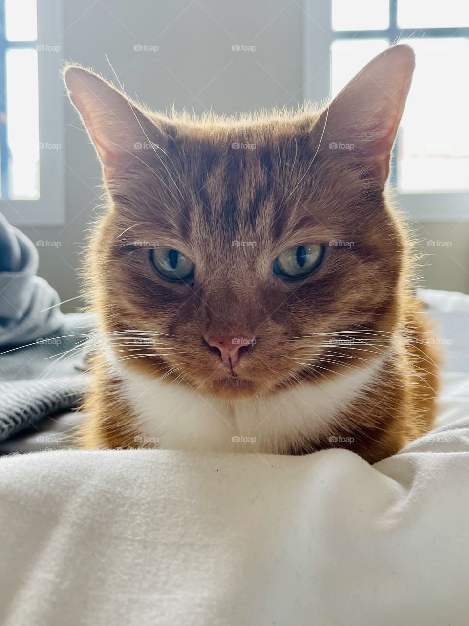 Hotel travelling cat  