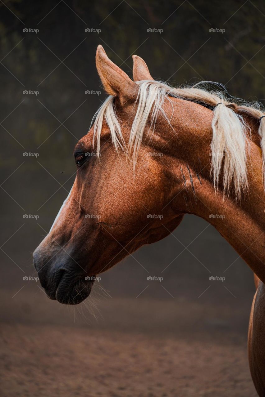 Beauty of a horse