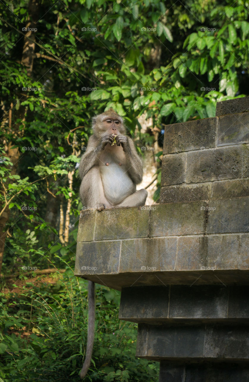 monkey eat peanuts