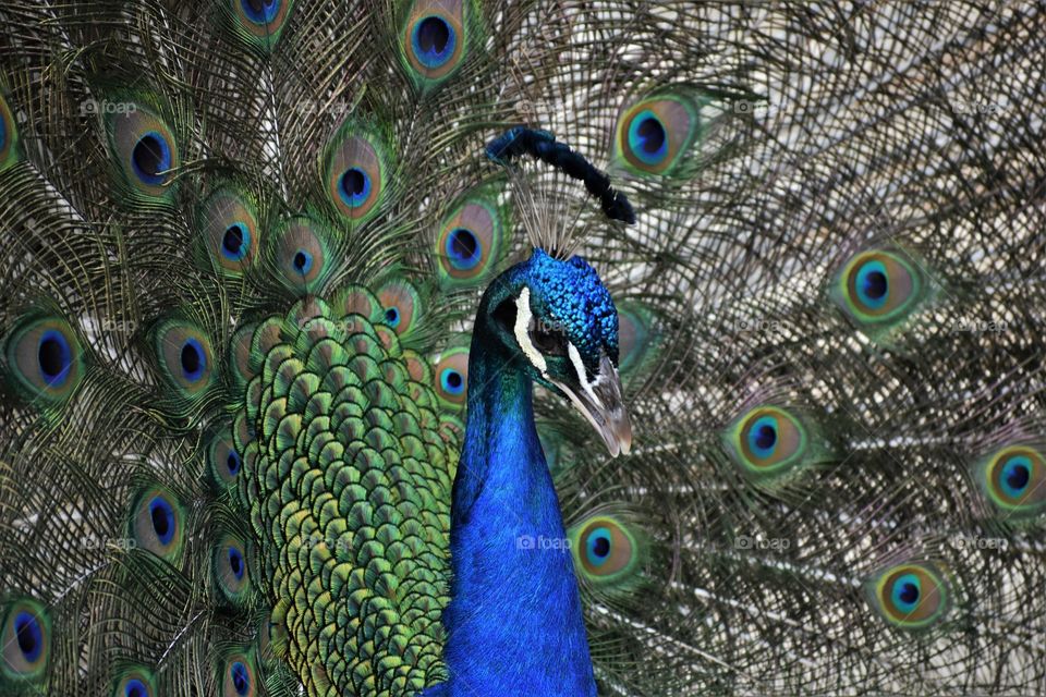 Peacocks can see everything with all those colorful eyes on their feathers.
