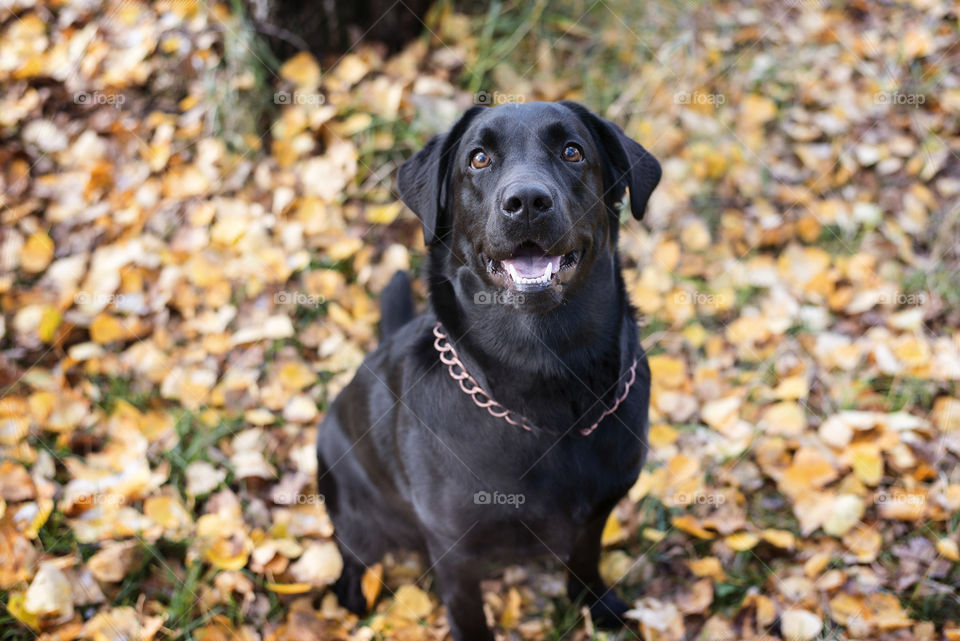 Portrait of labrador retriever