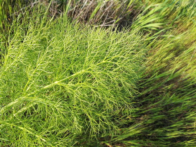 Beautiful green plants leaves nature.