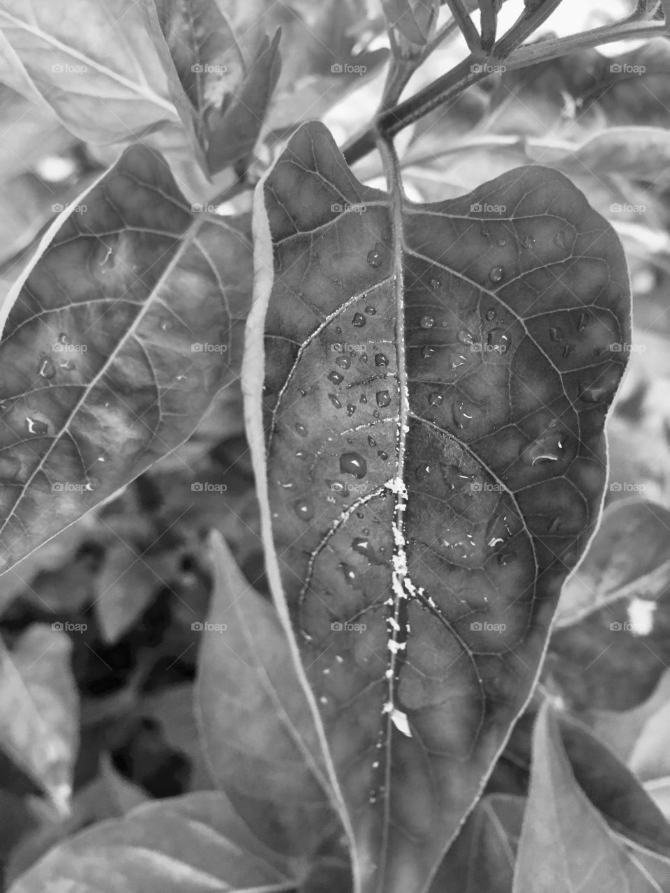Wet leaf 