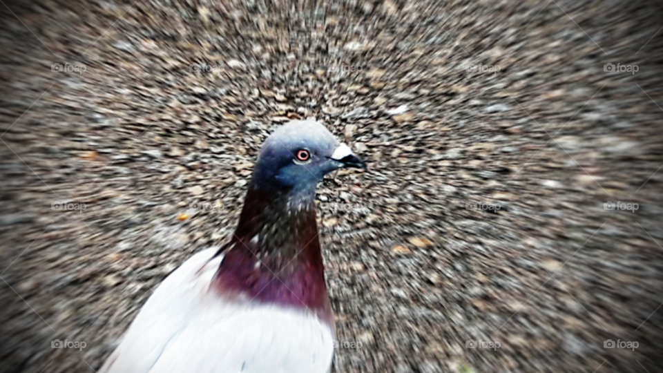 pigeon