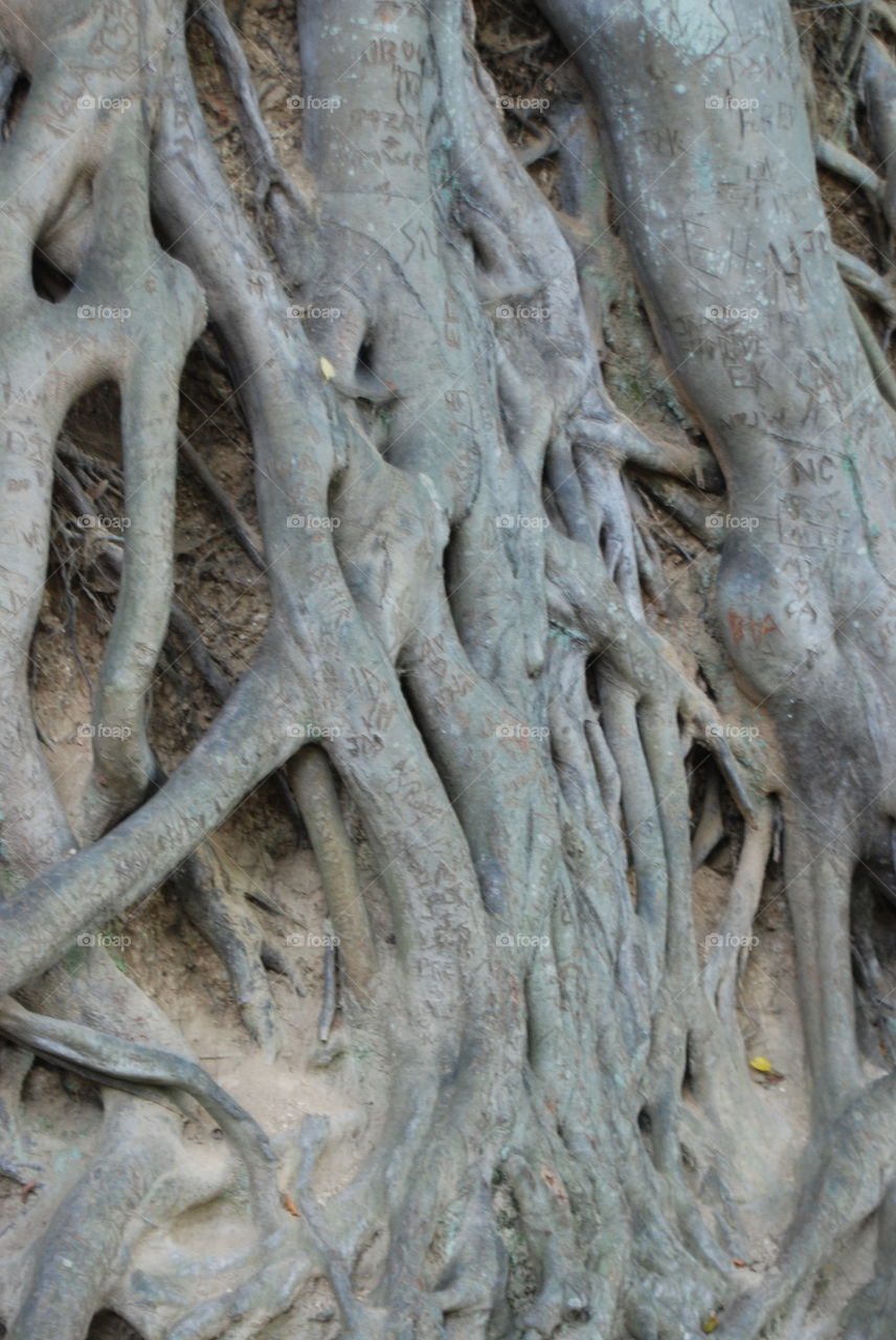 Entwined roots