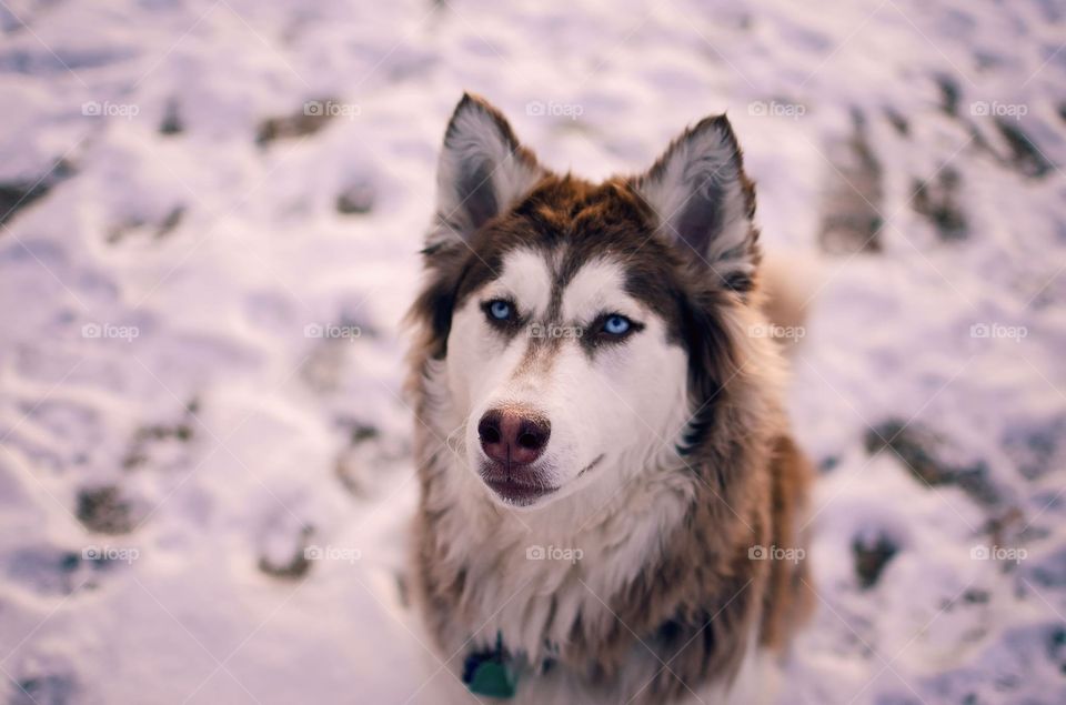 Snow, Winter, No Person, Mammal, Dog