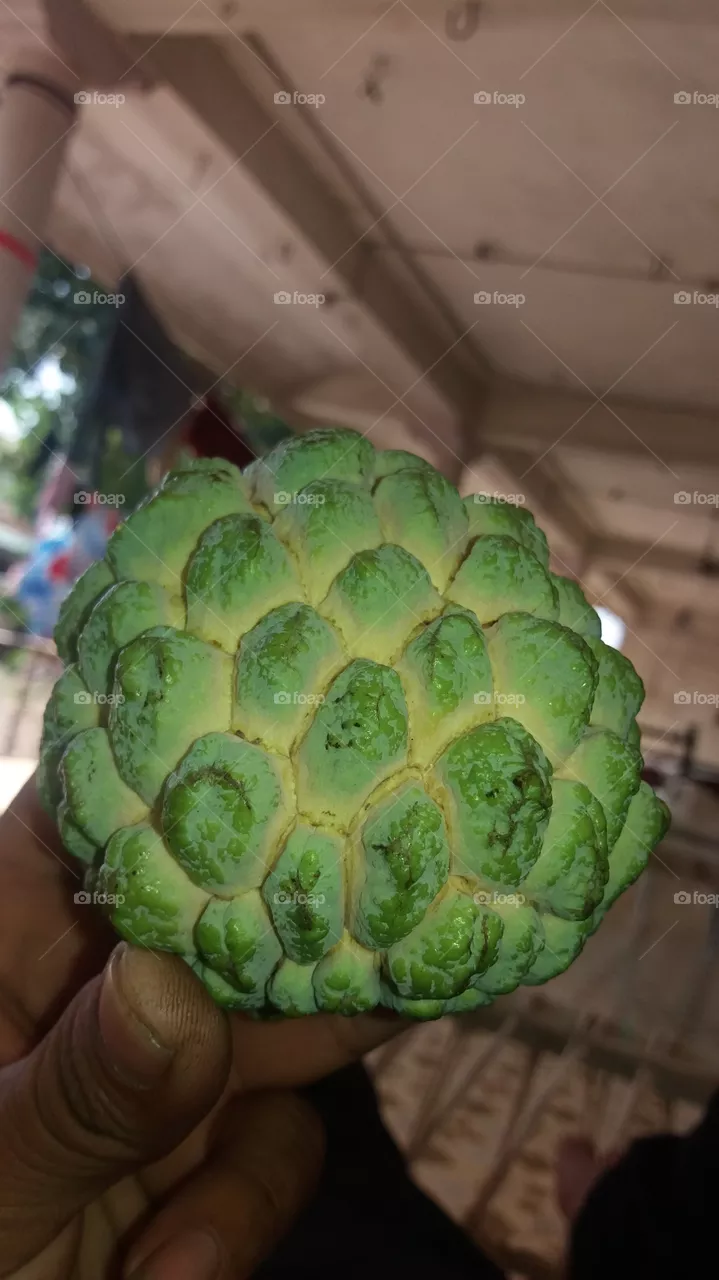custa