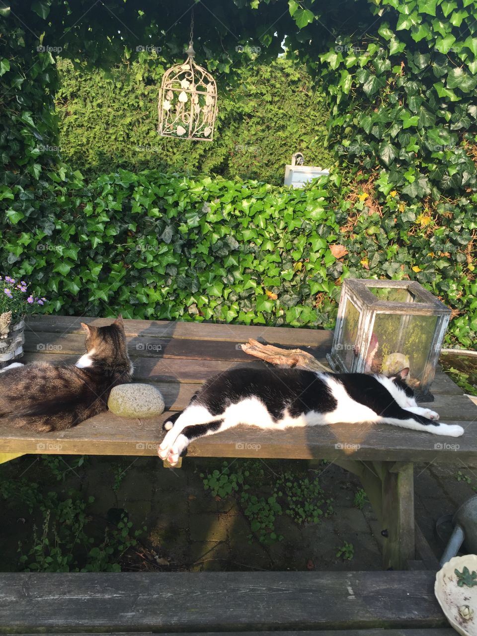 Lazy cats garden