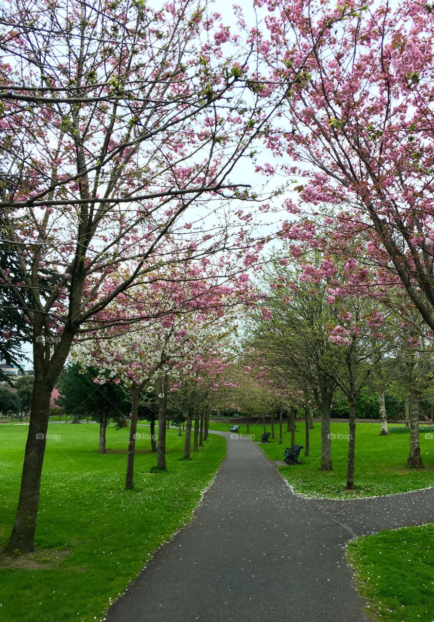 Cherry 🍒 park
Dublin, Ireland 🇮🇪 