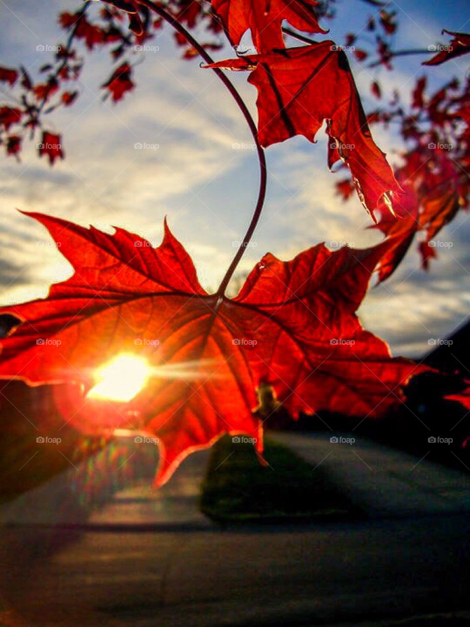 Golden Hour Crimson Leaves. Golden Hour Crimson Leaves