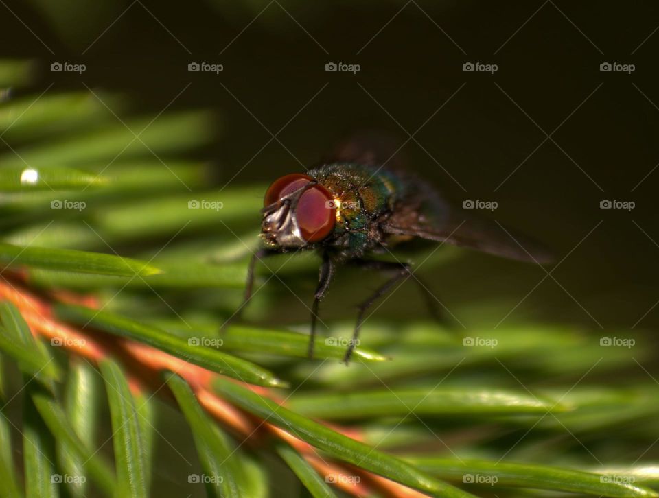 A macro shot of a housefly.