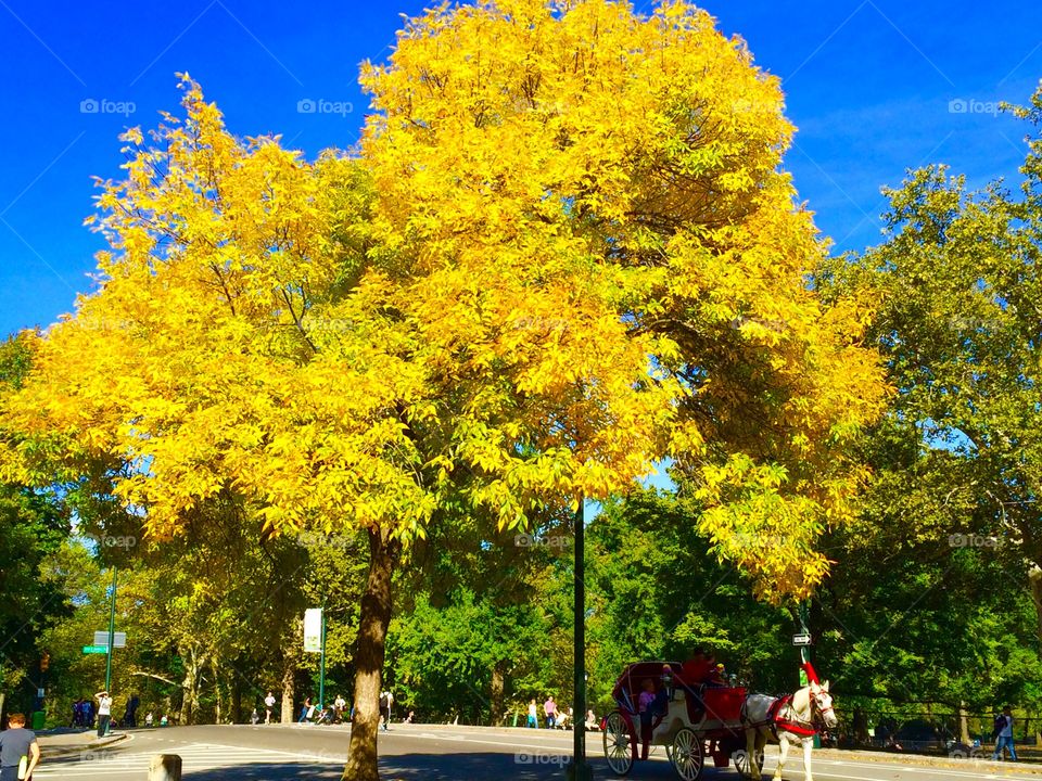 Fall in Central Park