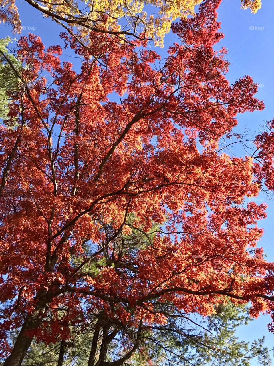 An autumn day in New Hampshire, leaves turning red.