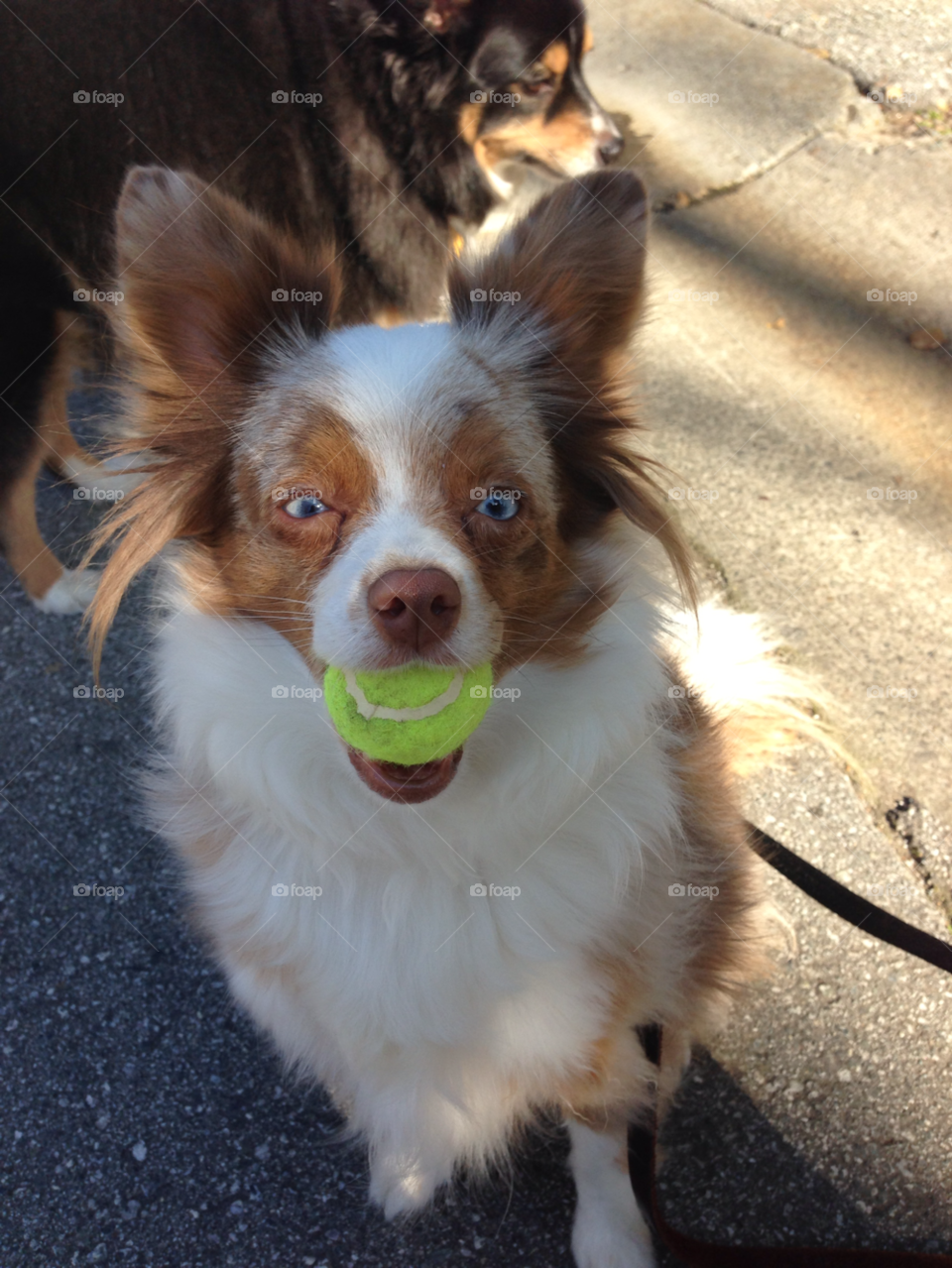 dog mini cute ball by Jennz4