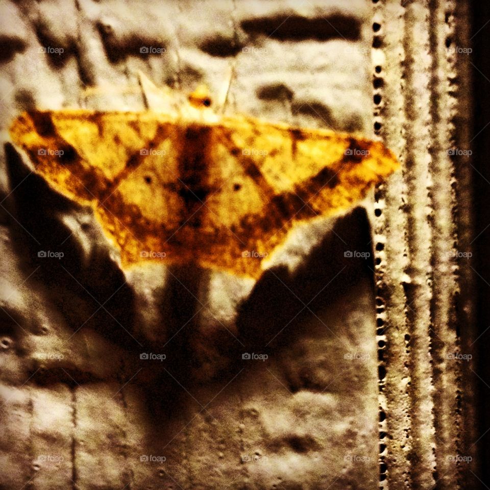 Moth